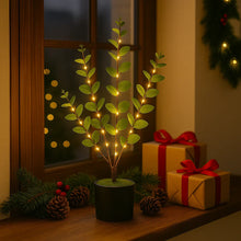 Eucalyptus Glow Tree