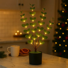 Eucalyptus Glow Tree