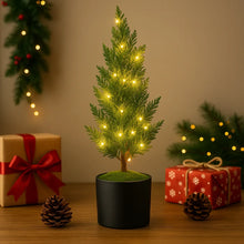 Evergreen Glow Tree