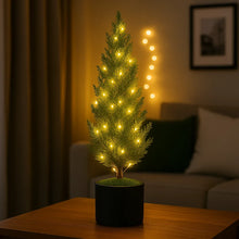 Evergreen Glow Tree