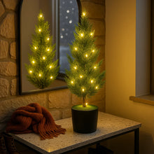 Evergreen Glow Tree