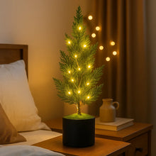 Evergreen Glow Tree