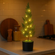 Evergreen Glow Tree