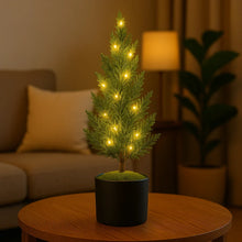 Evergreen Glow Tree